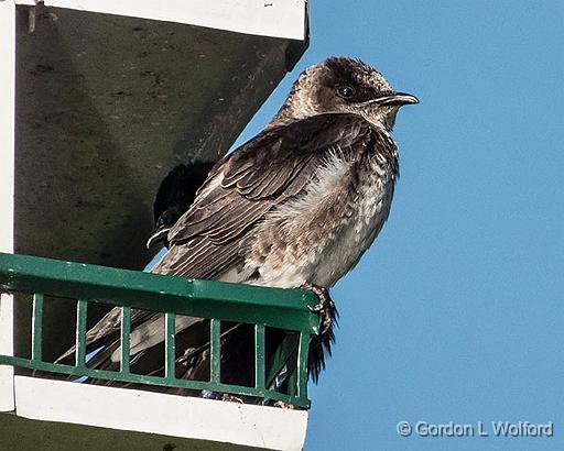 Bird On A Birdhouse_DSCF04341.jpg - Juvenile Purple Martin (Progne subis) photographed at Brockville, Ontario, Canada.